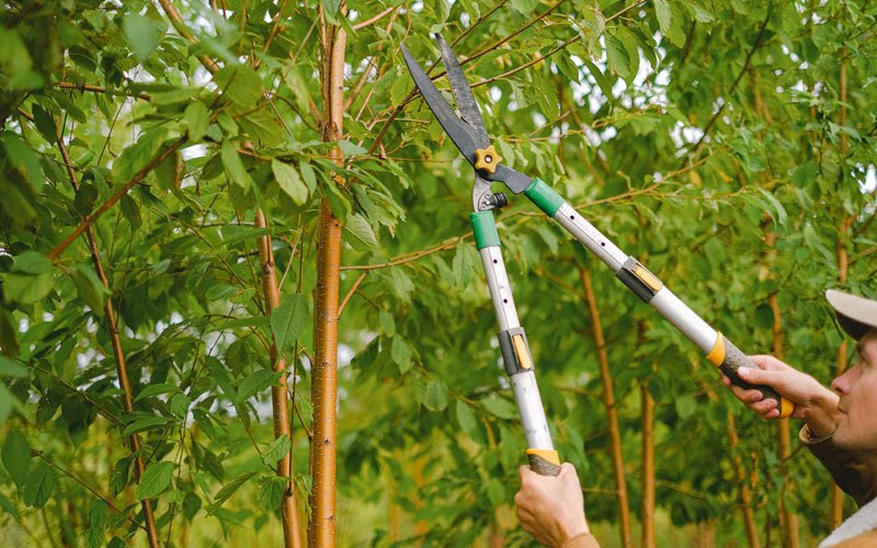 Tree trimming in Buffalo Valley, TN